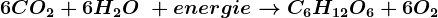 6CO2+6H2O\ + energie --> C6H12O6+6O2