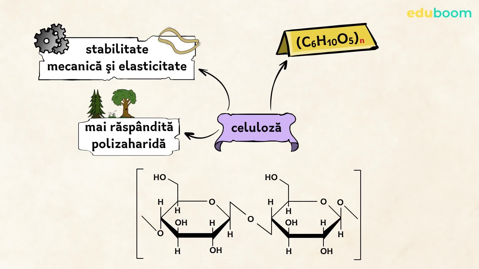 Polizaharide Amidon Celuloz Chimie Clasa A 10 a Polizaharide Amidon Celuloz Chimie Clasa A 10 a
