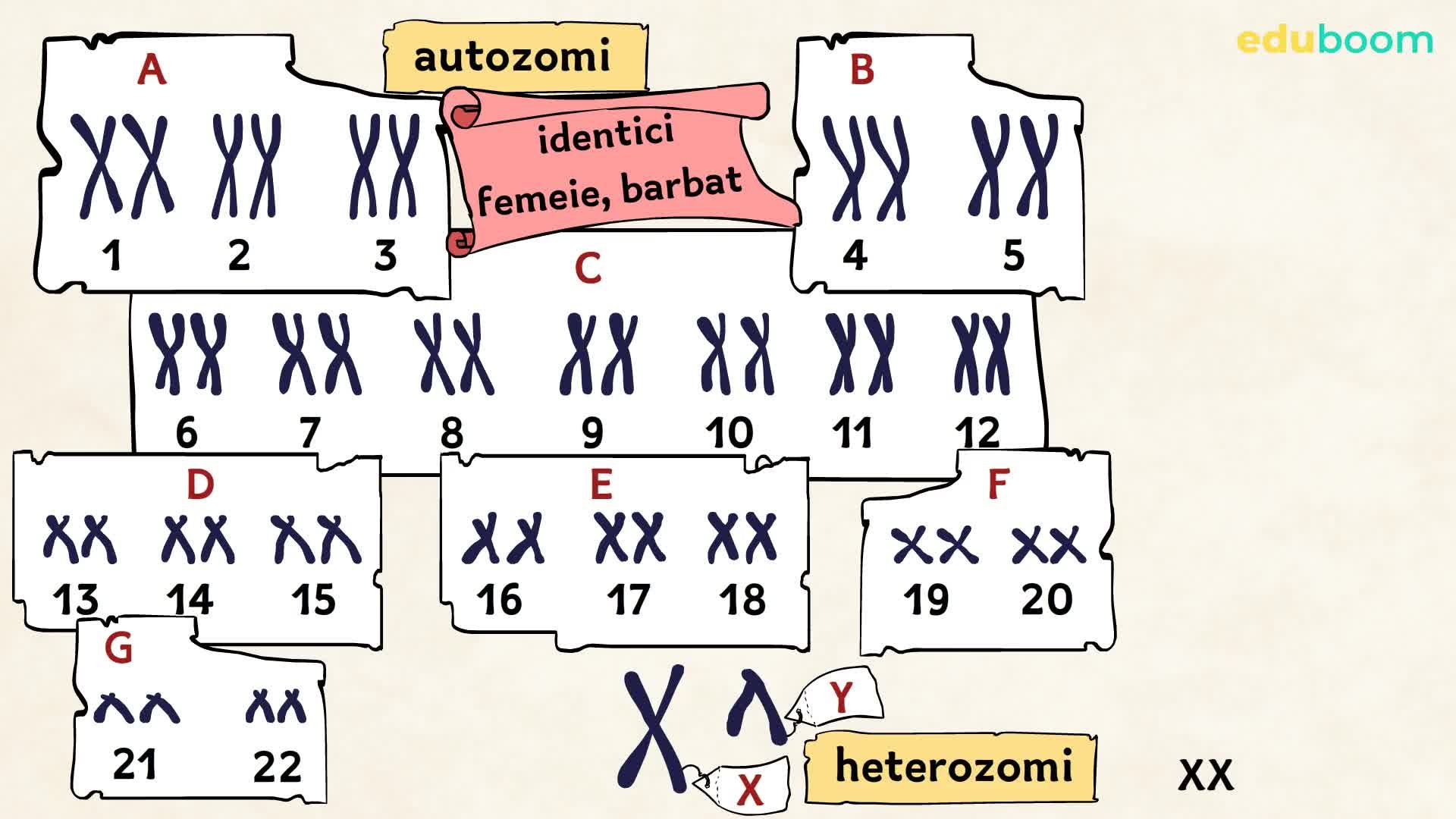 Metode De Cercetare n Genetic Cariotipul Biologie Clasa A 8 a metode-de-cercetare-n-genetic-cariotipul-biologie-clasa-a-8-a